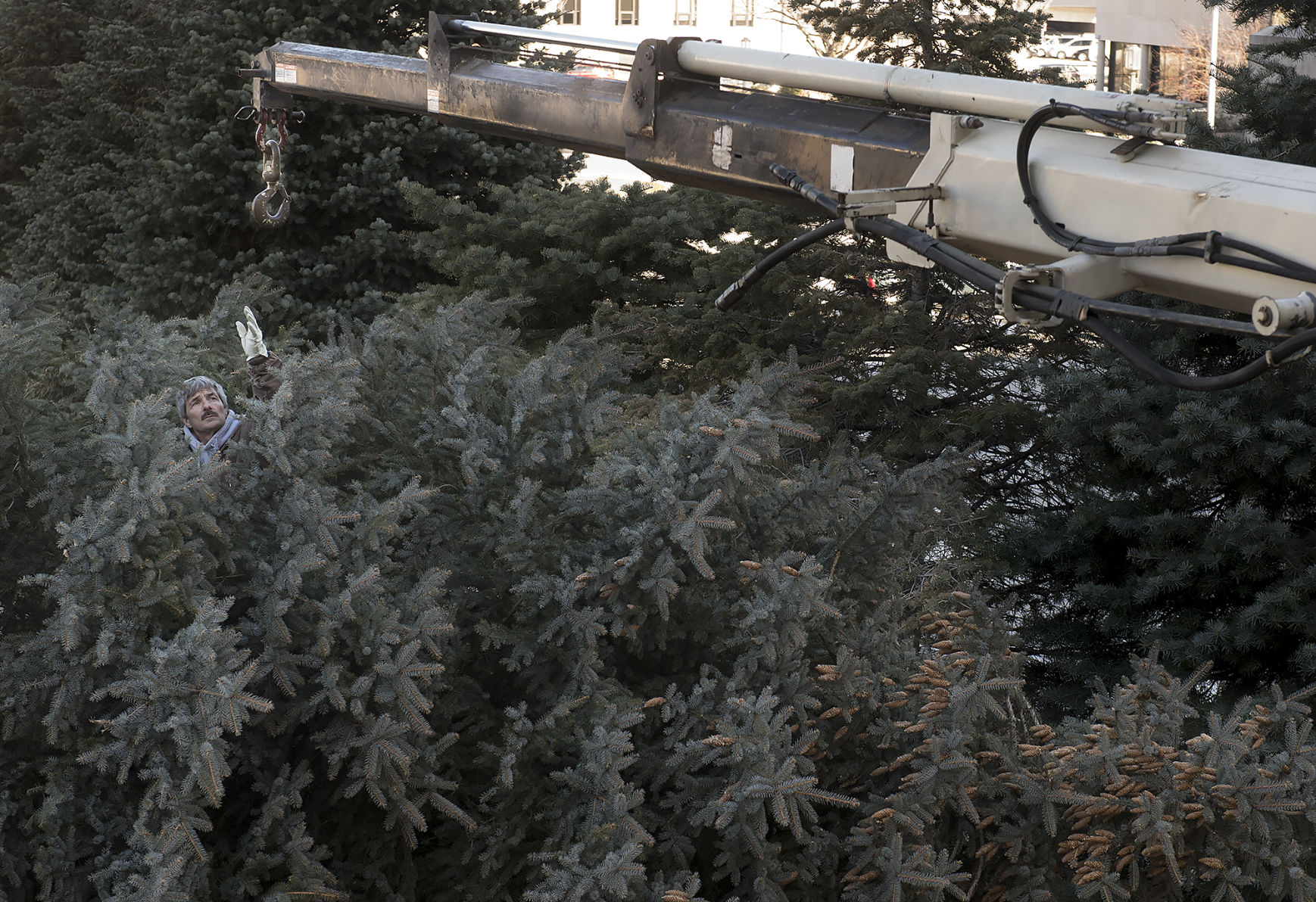 Capitol Christmas tree